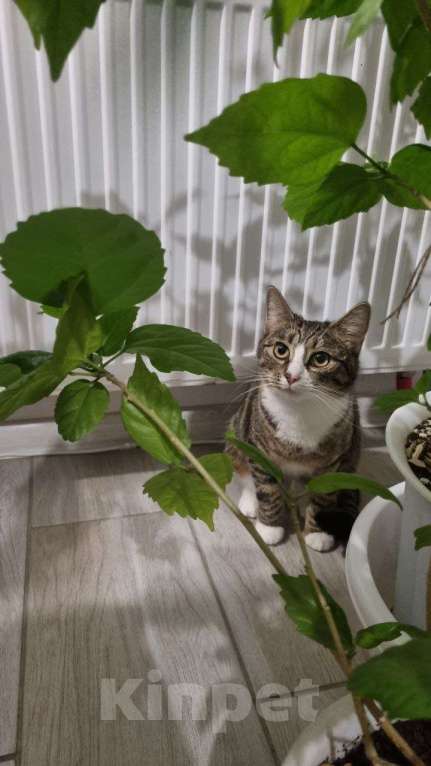 Кошки в Санкт-Петербурге: Кошечка юная коренная петербурженка в добрые руки Девочка, Бесплатно - фото 9