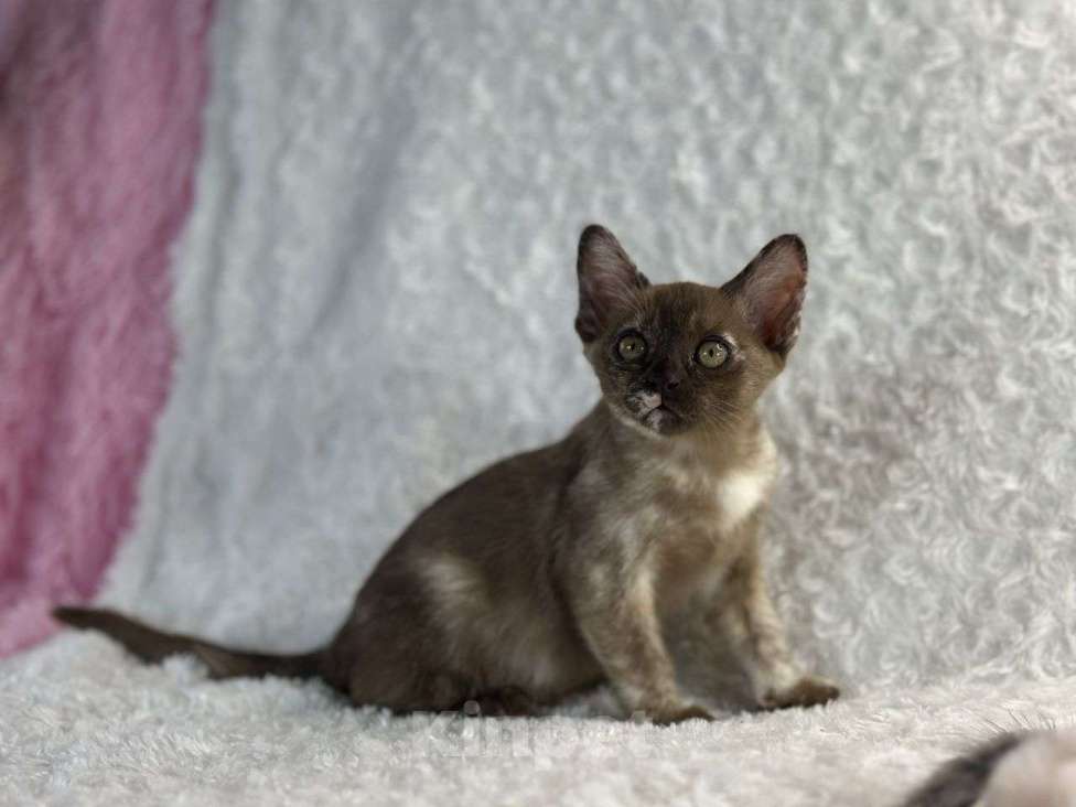 Кошки в Москве: Бурманская девочка черепашка Девочка, 35 000 руб. - фото 3