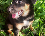 Собаки в Новосибирске: Щенок зовет маму Девочка, Бесплатно - фото 1