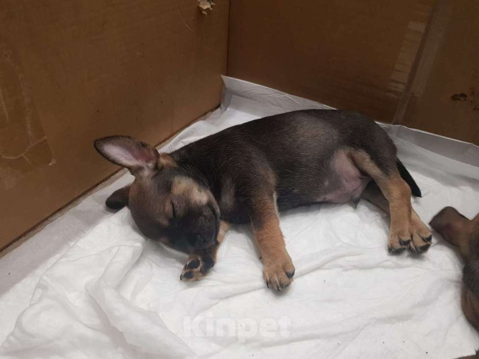 Собаки в Москве: Мальчишки Чихуа  Мальчик, 7 000 руб. - фото 2