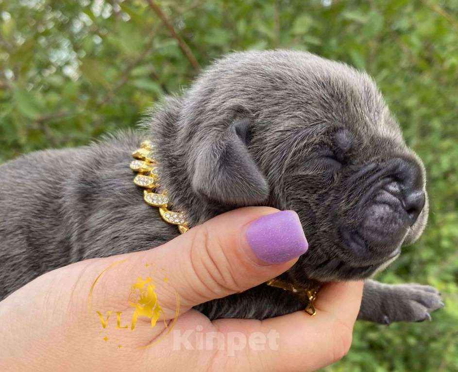 Собаки в Краснодаре: Щенки Кане корсо Мальчик, 150 000 руб. - фото 1