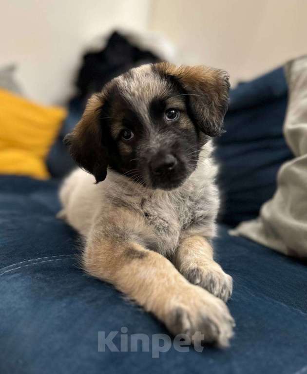 Собаки в Красногорске: Щенок Девочка, Бесплатно - фото 2