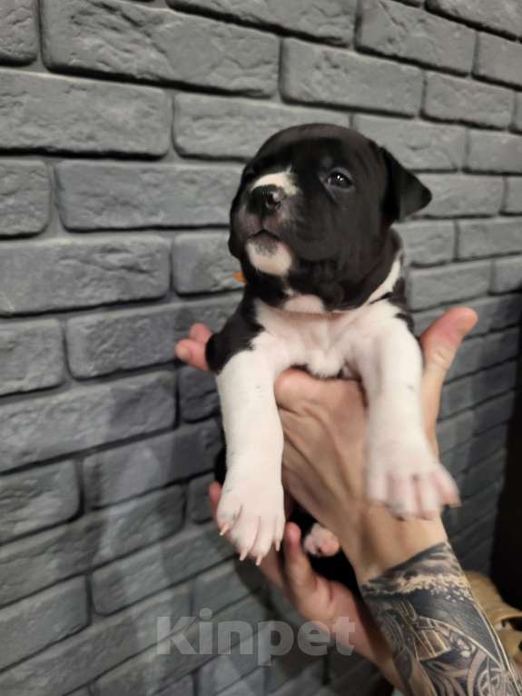 Собаки в других городах Московской области: Щенок стаффордширского терьера  Девочка, 40 000 руб. - фото 2