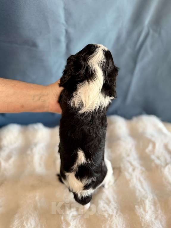 Собаки в Москве: Мальчик кавалер кинг чарльз спаниель Мальчик, 70 000 руб. - фото 3