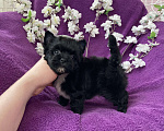 Собаки в Москве: Чёрный йорк мальчик бэби фейс Мальчик, 80 000 руб. - фото 1