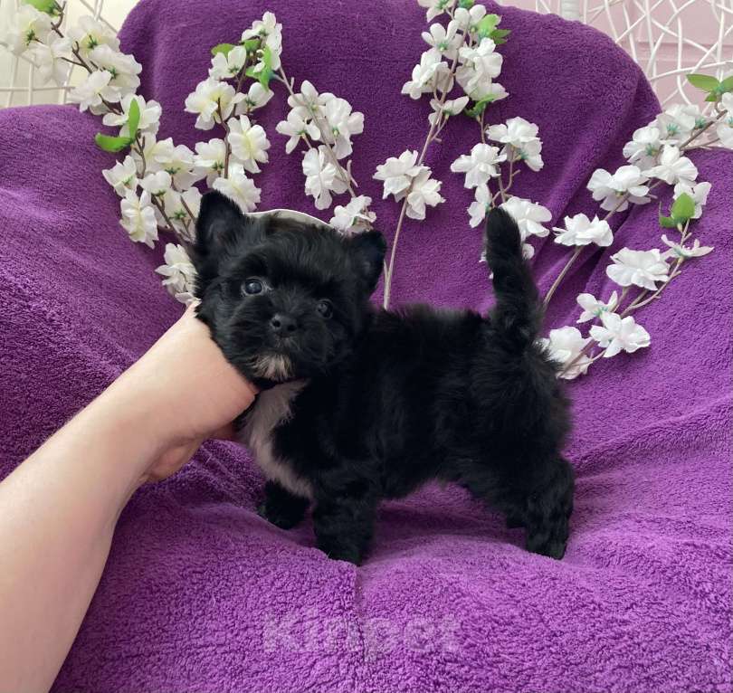 Собаки в Москве: Чёрный йорк мальчик бэби фейс Мальчик, 80 000 руб. - фото 1