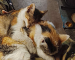 Кошки в Москве: В самые добрые руки. Душечка, а не котёнок! Девочка, Бесплатно - фото 10