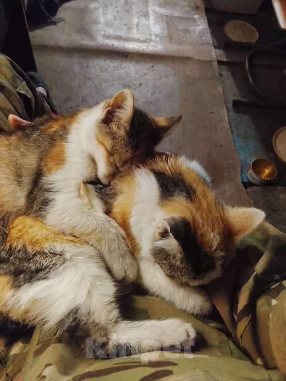 Кошки в Москве: В самые добрые руки. Душечка, а не котёнок! Девочка, Бесплатно - фото 10
