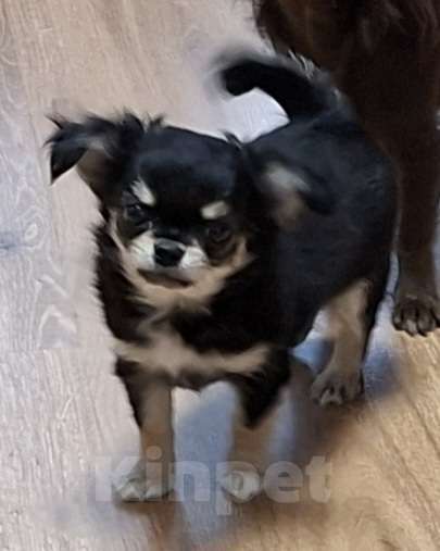 Собаки в Казани: Щенок  Чихуахуа Мальчик, 40 000 руб. - фото 3