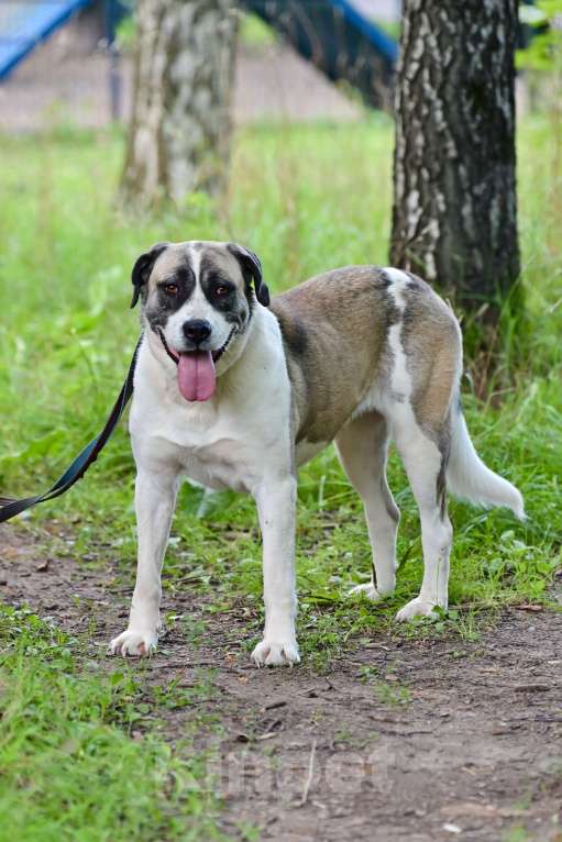 Собаки в Красногорске: Умнейшая Берта  очень ждет своего хозяина на передержке  Девочка, Бесплатно - фото 2