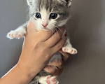 Кошки в Химках: Котята в добрые руки Мальчик, Бесплатно - фото 2
