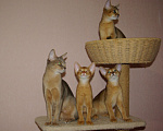 Кошки в Орле: Абиссинские котята Девочка, 20 000 руб. - фото 8