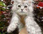 Кошки в Санкт-Петербурге: Котик котёнок Мейн-куна  Мальчик, 30 000 руб. - фото 1