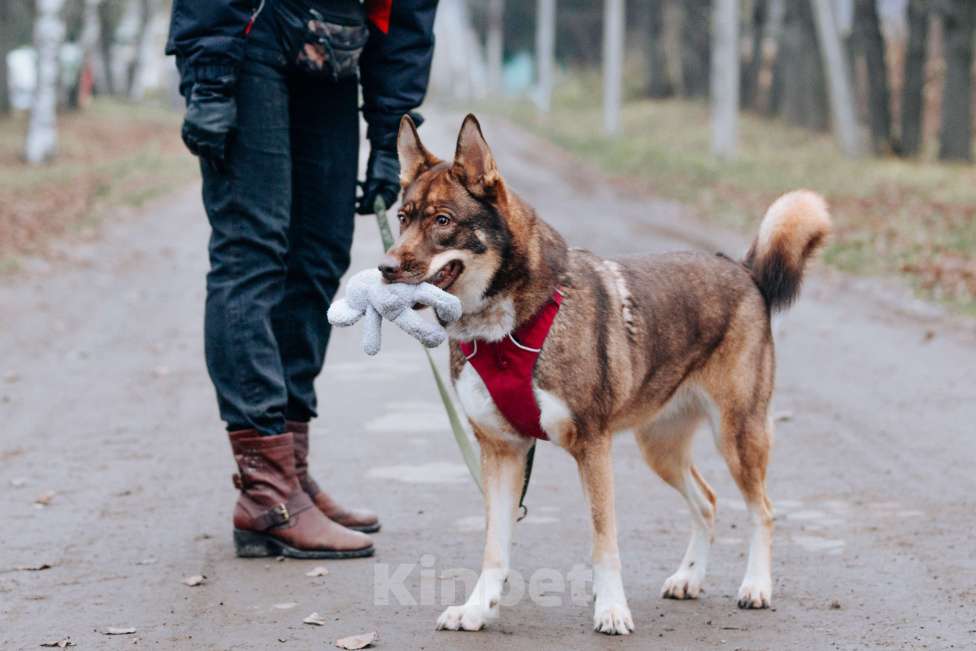 Собаки в других городах Московской области: Подарите Дафне семью Девочка, Бесплатно - фото 4