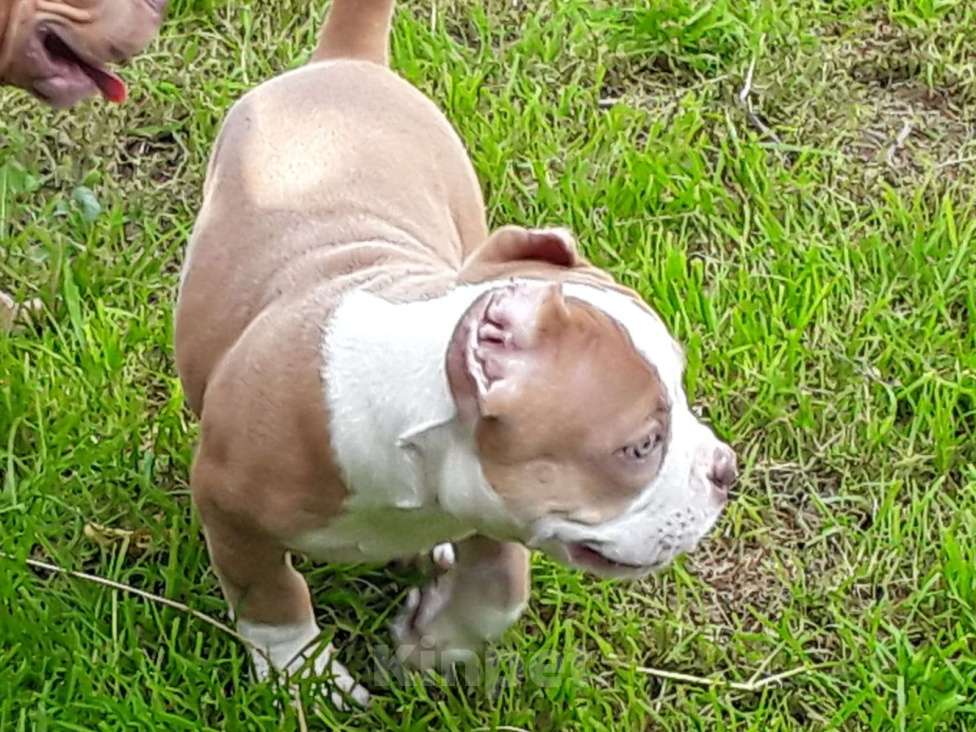 Собаки в Новосибирске: Рыже лиловый мальчишка Американский булли Мальчик, 80 000 руб. - фото 7