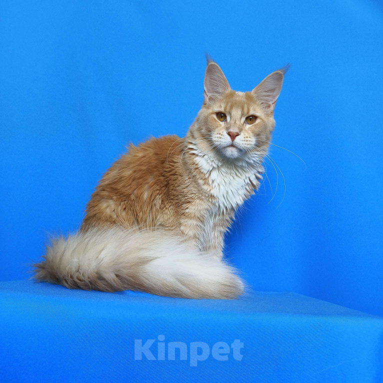 Кошки в Москве: Мейн-Кун полидакт Девочка из питомника Девочка, 40 000 руб. - фото 1