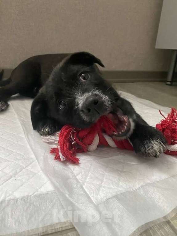 Собаки в Москве: Ищут дом чудесные щенки Арчи, Оскар и Тея. Мальчик, Бесплатно - фото 3