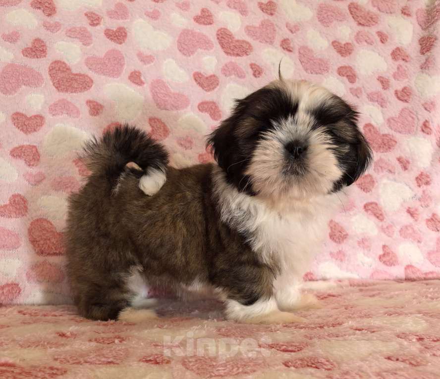 Собаки в других городах Белгородской области: Девочка ши-тцу  Девочка, 35 000 руб. - фото 2