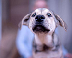 Собаки в Ногинске: Монти - харизматичен, умен, фотогеничен Мальчик, Бесплатно - фото 3
