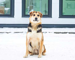 Собаки в Москве: Бари срочно ищет дом Мальчик, Бесплатно - фото 4
