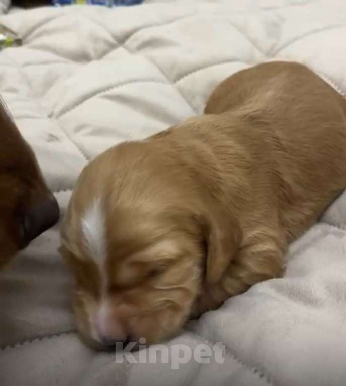 Собаки в Москве: Макс  Мальчик, 50 000 руб. - фото 1