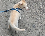 Собаки в Новосибирске: Щенок метис хаски-лабрадор/ретривер Девочка, Бесплатно - фото 2