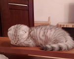 Кошки в Челябинске: Серебристая красотка Девочка, 25 000 руб. - фото 4