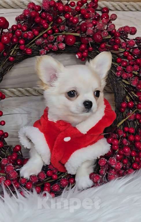 Собаки в Челябинске: Мальчик чихуахуа Мальчик, Бесплатно - фото 7