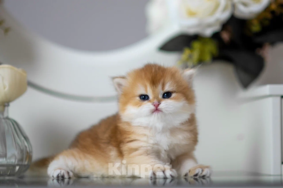 Кошки в Балашихе: Британская девочка Булочка Девочка, 75 000 руб. - фото 2