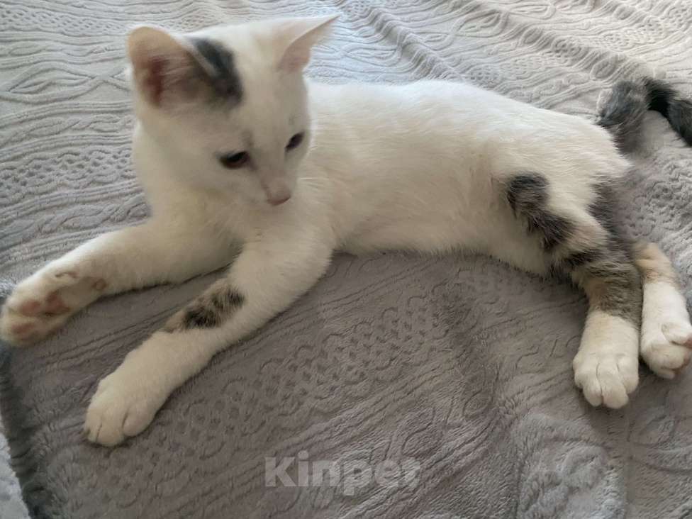 Кошки в Симферополе: Трехцветный котик ищет семью Мальчик, Бесплатно - фото 2