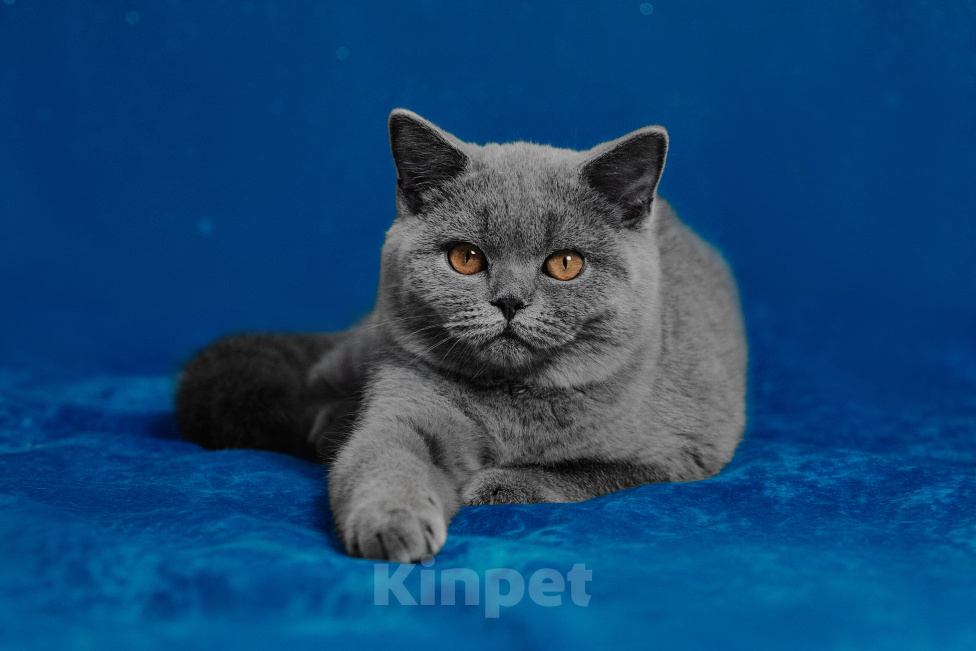 Кошки в Магнитогорске: Candy Marshmallow Девочка, 40 000 руб. - фото 1