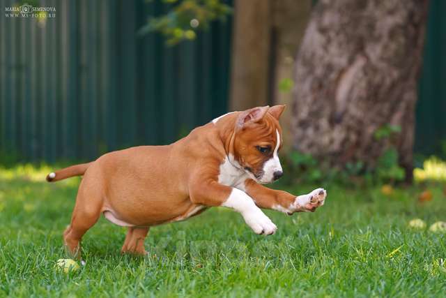 Собаки в Москве: Щенки Американского стаффтерьера Девочка, 80 000 руб. - фото 5