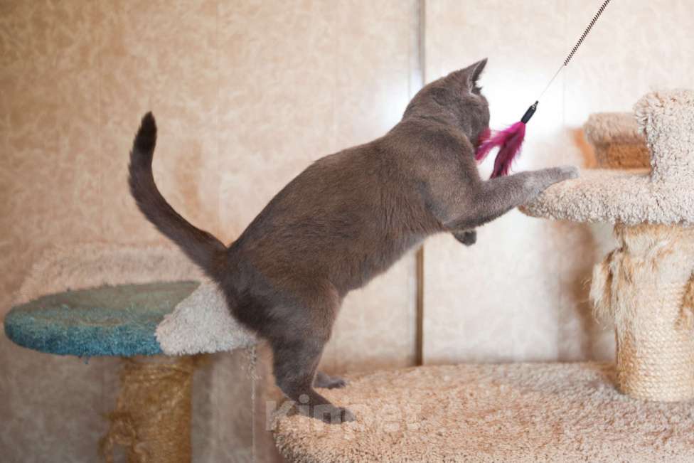 Кошки в Москве: Кошка голубого окраса в добрые руки  Девочка, Бесплатно - фото 7