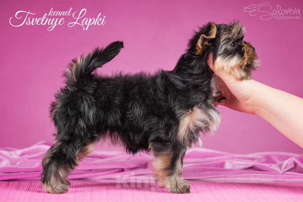 Собаки в Санкт-Петербурге: Щенок цветного йорка девочка Девочка, 70 000 руб. - фото 5