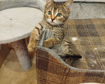 Кошки в Москве: Котенок в добрые руки Девочка, Бесплатно - фото 3
