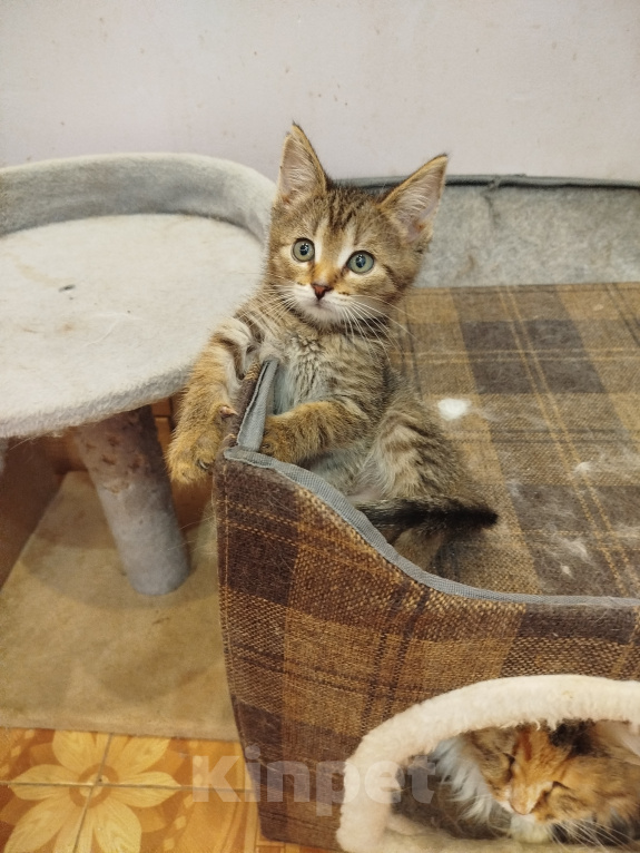 Кошки в Москве: Котенок в добрые руки Девочка, Бесплатно - фото 3