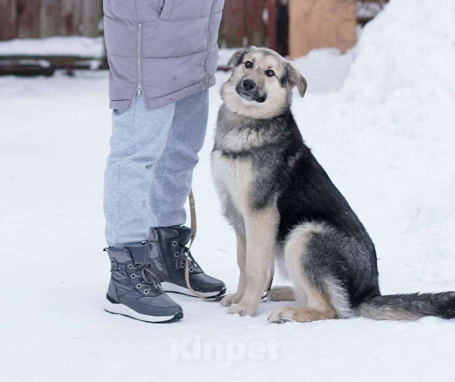 Собаки в Москве: Замечательные щенки Мистер Бонд и Белла ищут дом, Бесплатно - фото 1