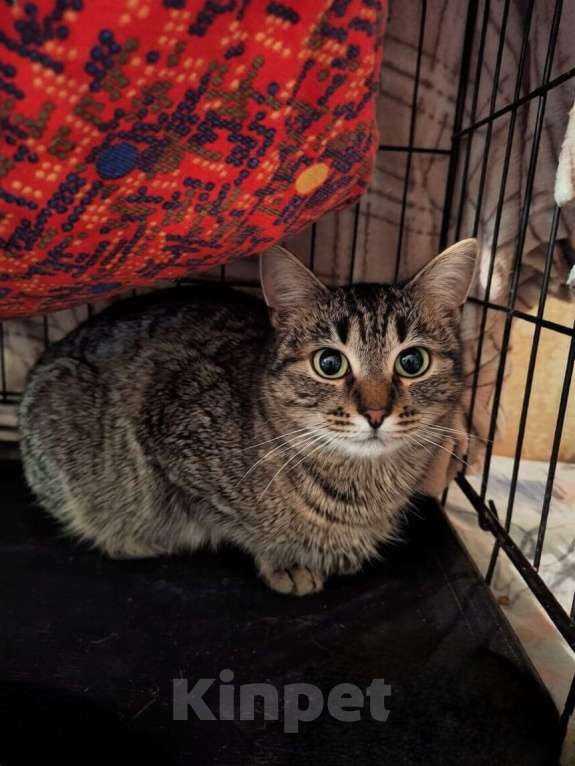 Кошки в Москве: Кошка Пикси ищет дом  Девочка, Бесплатно - фото 5