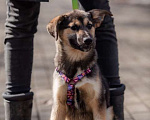 Собаки в Москве: Очаровательная Эмили ищет дом! Девочка, Бесплатно - фото 3