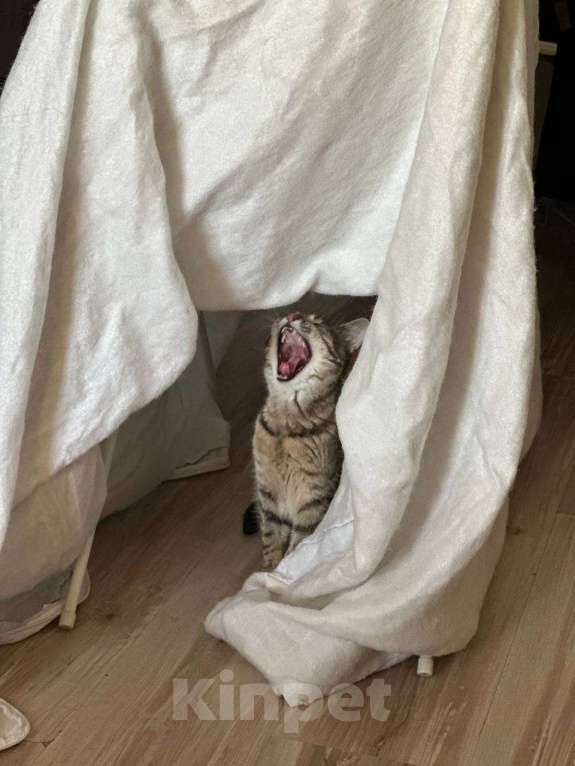 Кошки в Санкт-Петербурге: Кошечка с изюминкой Девочка, Бесплатно - фото 3