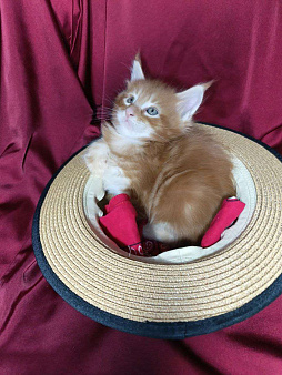 Мэйнкун Мальчик