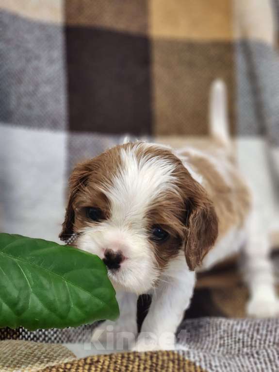 Собаки в Анапе: Розовая лента  Девочка, 110 000 руб. - фото 6