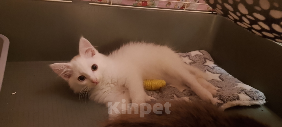 Кошки в Москве: Зефирчик котенок в поиске дома Мальчик, Бесплатно - фото 1