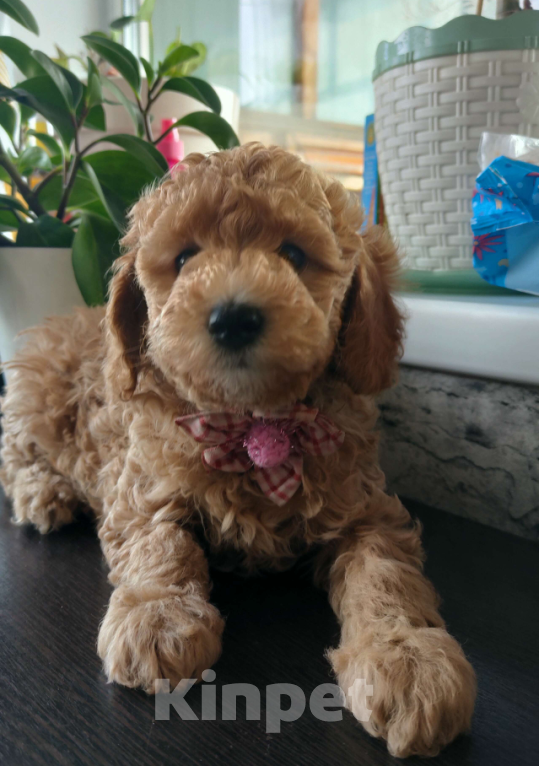 Собаки в Белово: Очаровательные малыши. Мальчик, 16 000 руб. - фото 3