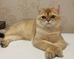 Кошки в Курске: Шотландский кот Мальчик, 80 000 руб. - фото 1