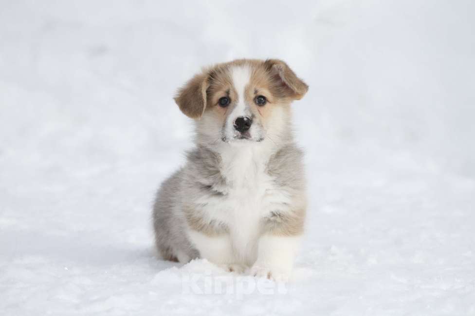 Собаки в Москве: Вельш корги пемброк Девочка, 50 000 руб. - фото 5