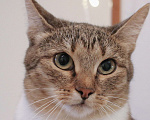 Кошки в Люберцах: Умная полосатая кошечка Девочка, Бесплатно - фото 2