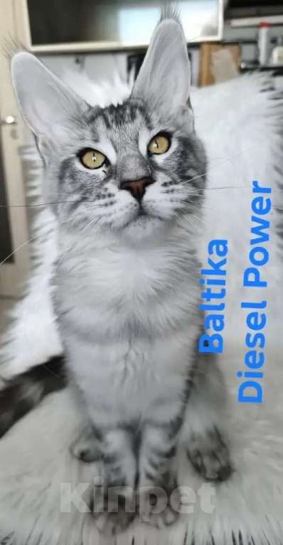 Кошки в Санкт-Петербурге: Котенок мейн-кун черный мрамор на серебре Девочка, 100 000 руб. - фото 2