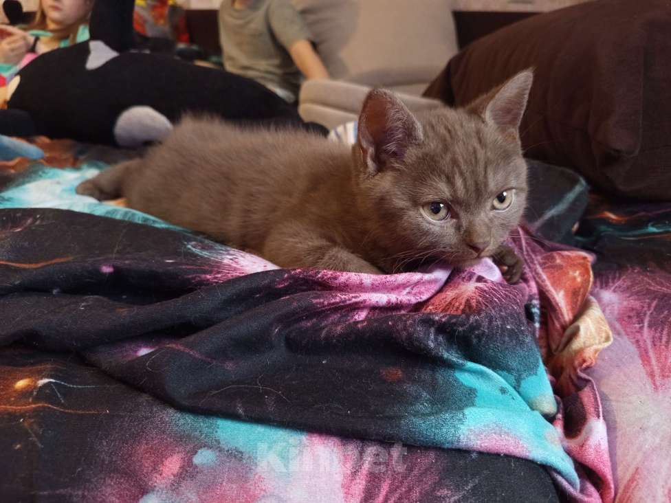 Кошки в других городах Московской области: Коричневый котенок британец 2 месяца  Мальчик, 15 000 руб. - фото 2