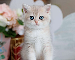 Кошки в Владивостоке: Голубая золотистая британская кошечка Девочка, 80 000 руб. - фото 4